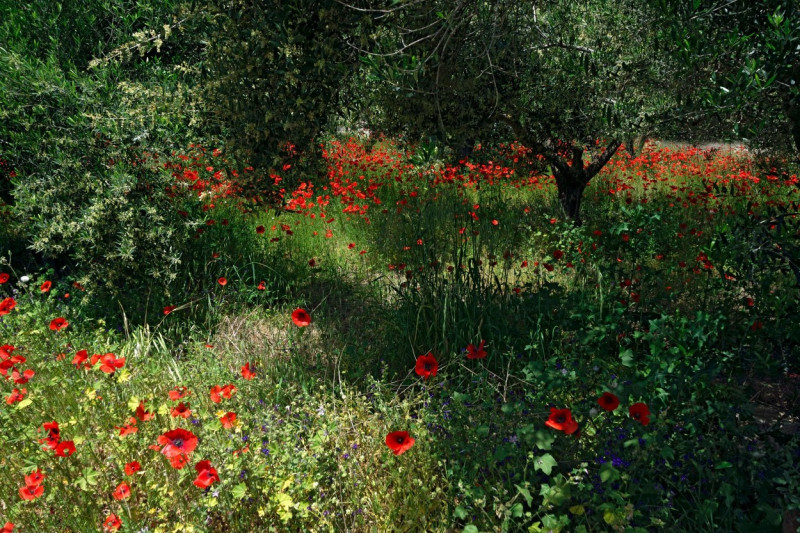 Olive grove and poppies, Eristos Valley,Tilos, Dodecanese islands, Southern Aegean, Greece.