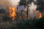 Wildlife In Southern Urban Of Attica, Greece - 16 Jul 2023