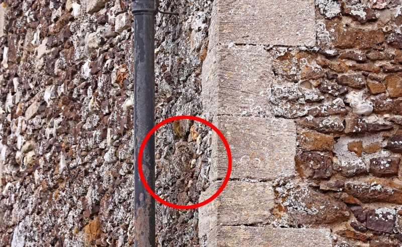 A camouflage owl near Snettisham, Norfolk, UK - 14 Jul 2023