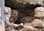 A camouflage owl near Snettisham, Norfolk, UK - 14 Jul 2023