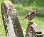 A camouflage owl near Snettisham, Norfolk, UK - 14 Jul 2023