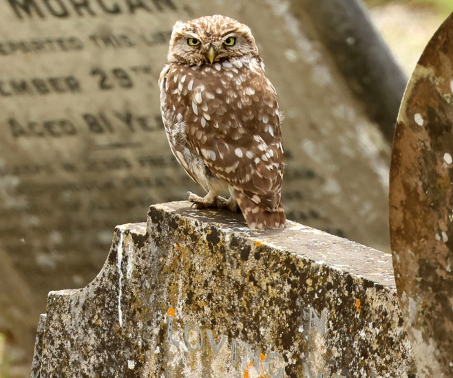 A camouflage owl near Snettisham, Norfolk, UK - 14 Jul 2023