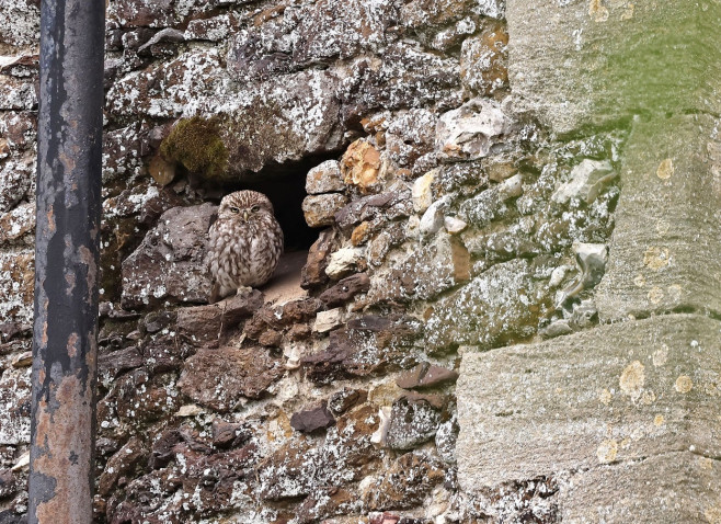 A camouflage owl near Snettisham, Norfolk, UK - 14 Jul 2023