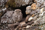 A camouflage owl near Snettisham, Norfolk, UK - 14 Jul 2023