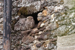 A camouflage owl near Snettisham, Norfolk, UK - 14 Jul 2023