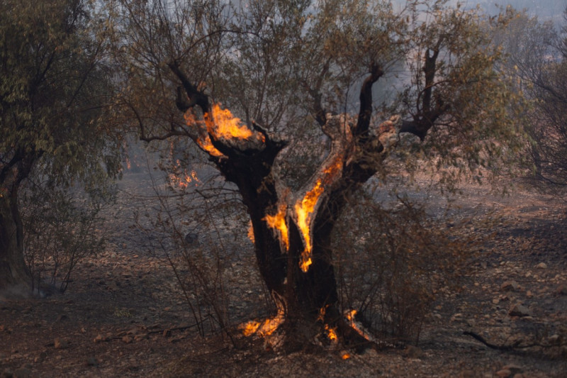 Wildfire In Western Attica, Greece - 18 Jul 2023