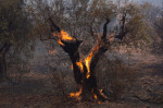 Wildfire In Western Attica, Greece - 18 Jul 2023