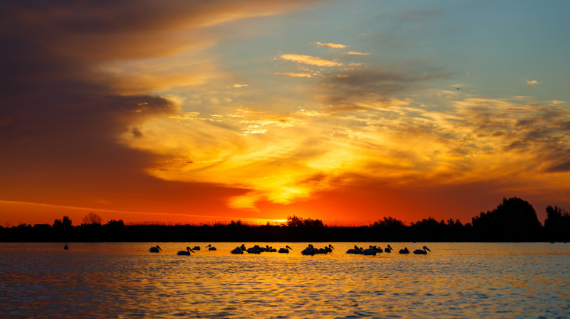 pelicans in the Danube Delta at sunrise in romania