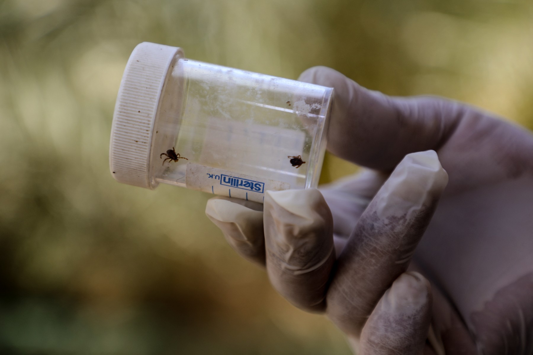 Un virus mortal se răspândește mai ușor prin Europa din cauza schimbărilor climatice