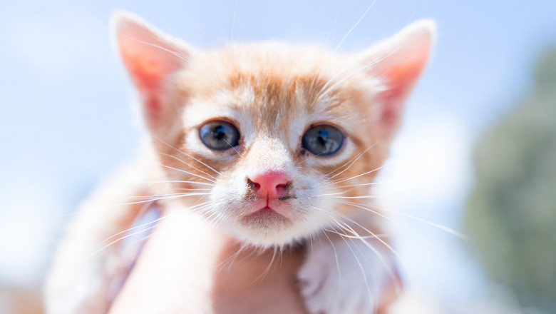pisica portocalie cu ochii albastri