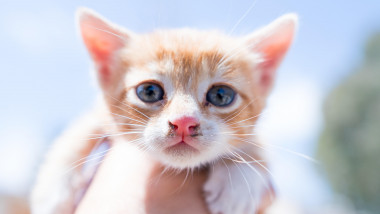 pisica portocalie cu ochii albastri
