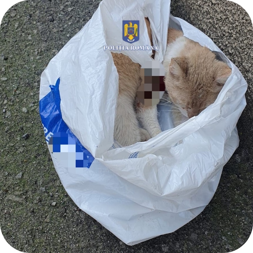 O femeie a fost amendată cu 12.000 de lei, după ce a abandonat o pisică rănită