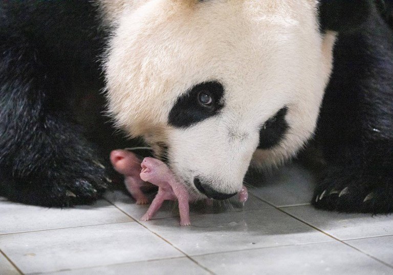 Frenezie în Coreea de Sud, unde s-au născut primii gemeni panda. Părinții lor au fost împrumutați din China