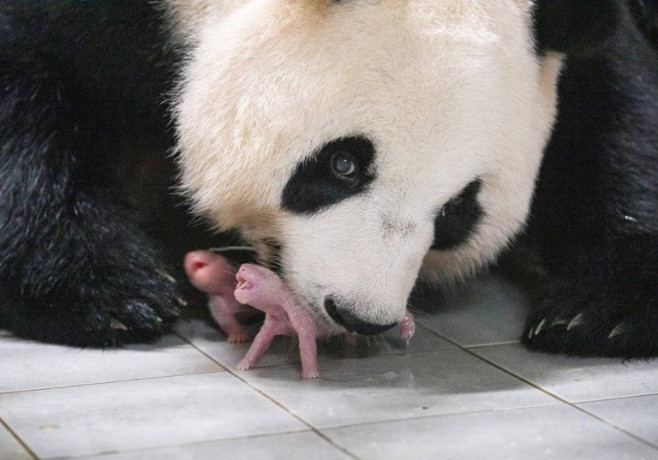 SKOREA-CHINA-PANDAS-ANIMAL