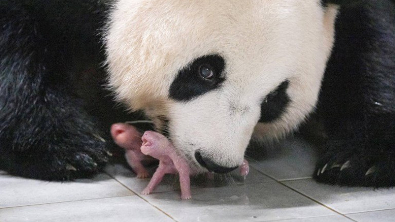 urs panda cu doi pui nou nascuti