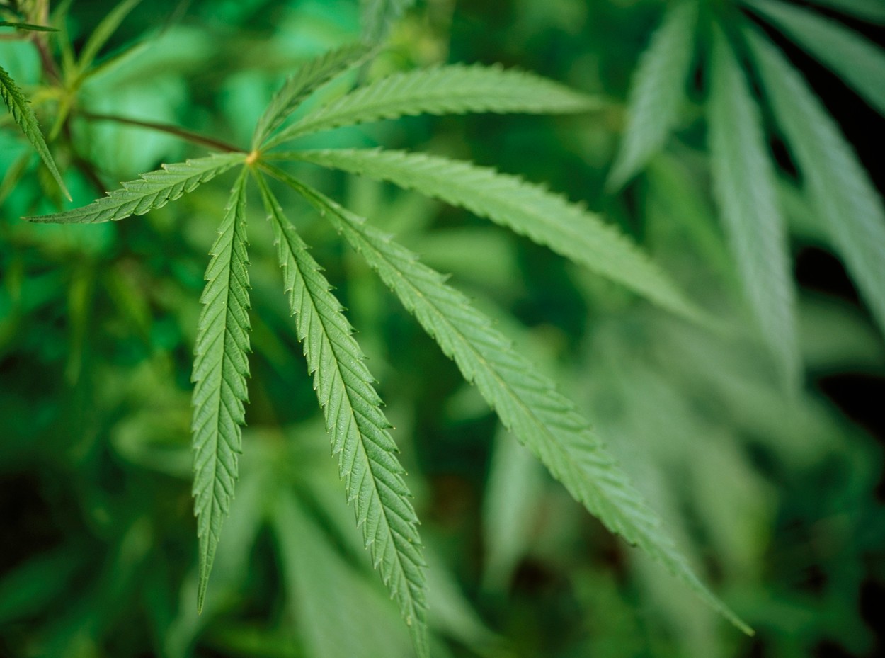 Sondaj Avangarde: Majoritatea bucureștenilor se opun drastic legalizării drogurilor ușoare în România și vor înăsprirea legislației