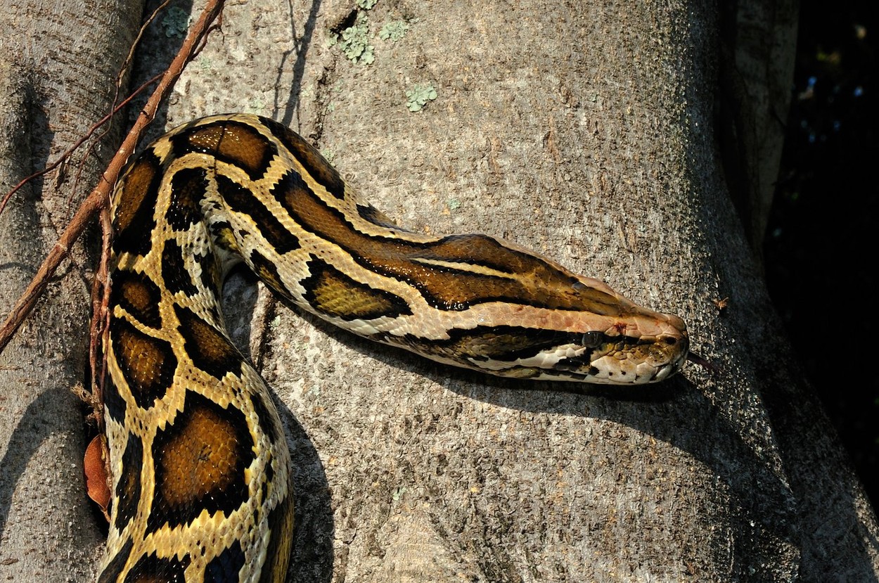 Cum se luptă un bărbat cu un piton de șase metri, descoperit în Florida