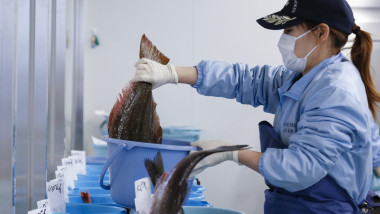 A worker selects fishes for the Voluntary Inspection System for Radioactivity in Test Operations at the fish market of Onahama Port in Fukushima prefecture