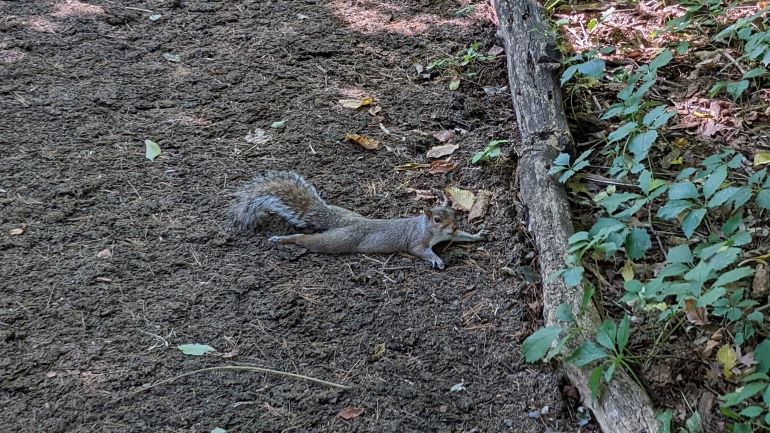 Veverițele fac „splooting”. Semnificația acestui tip de comportament are legătură cu încălzirea globală