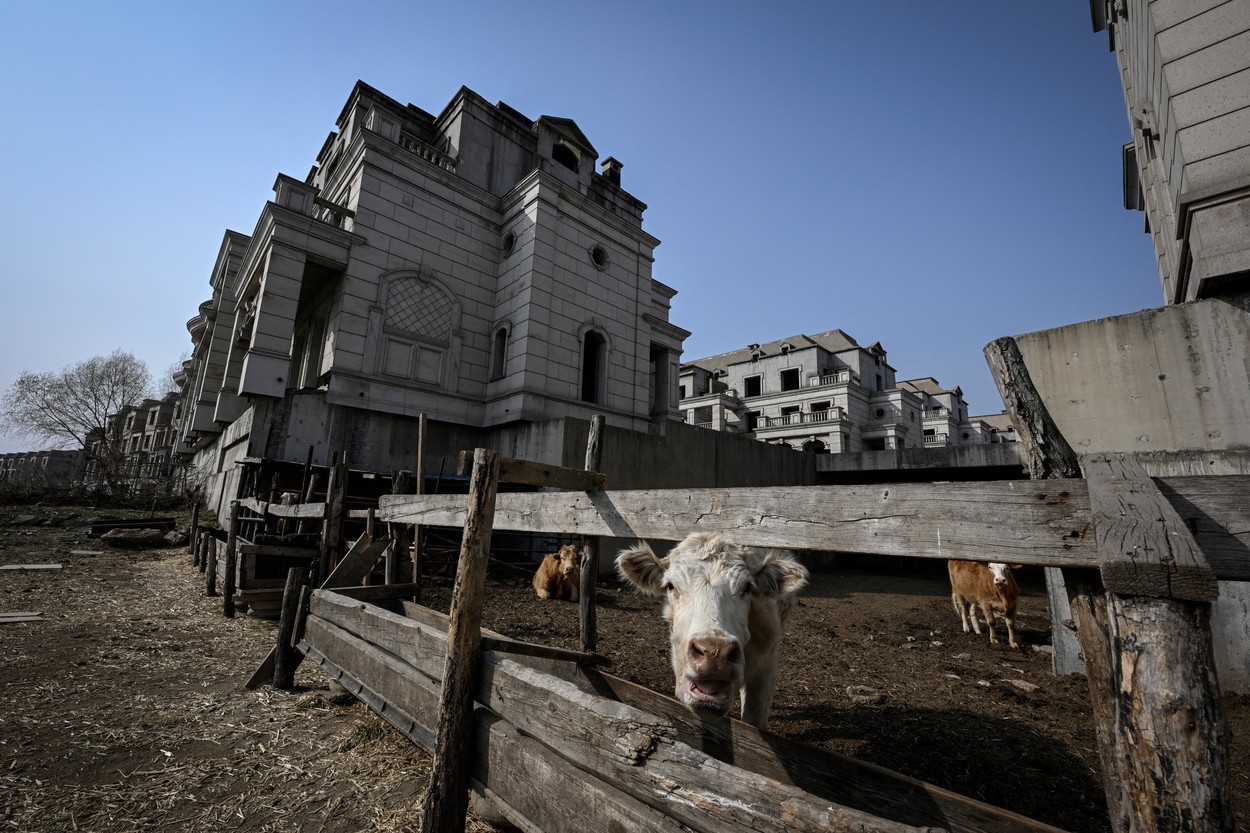 Orașul fantomă cu vile în stil european construit pentru milionarii chinezi a fost ocupat acum de turme de vite și culturi agricole
