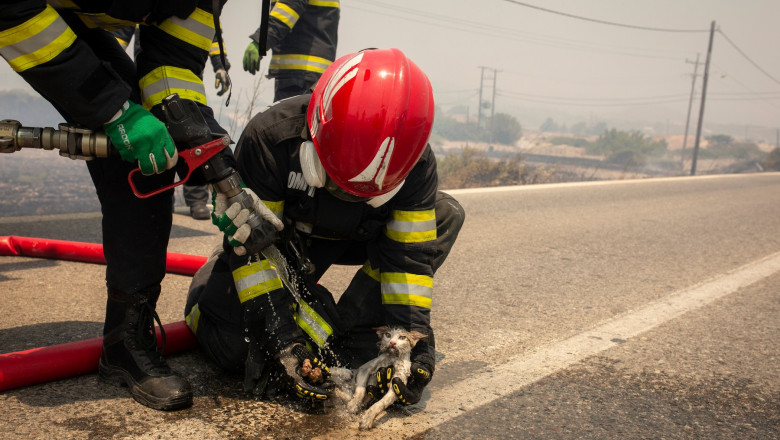Pompieri români salvează o pisică pe care o stropesc cu apă în Rodos, Grecia