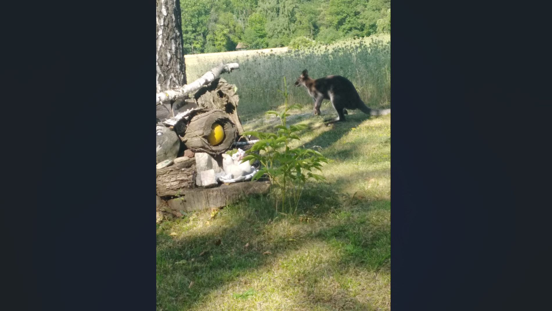 FOTO. Polițiștii austrieci au prins un cangur care țopăia pe un drum de țară