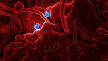 Digitally colorized scanning electron micrograph revealing ultrastructural details at the site of interaction of two spherical shaped, Middle East respiratory syndrome coronavirus (MERS-CoV) viral particles, colorized blue, that were on the surface of a camel epithelial cell, colorized red