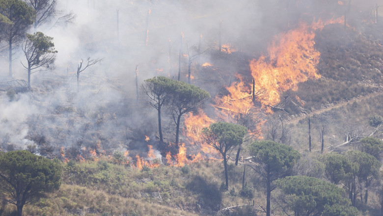 natura, copaci, incendiu in Sicilia in luna iulie din cauza caldurii