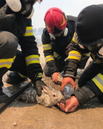 Pompierii români salvează animale în insula Rhodos. Sursa foto: IGSU