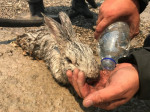 Pompierii români salvează animale în insula Rhodos. Sursa foto: IGSU