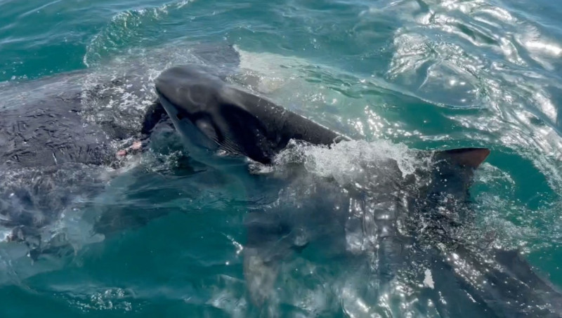 Up to 50 tiger sharks mass to feast on whale carcass