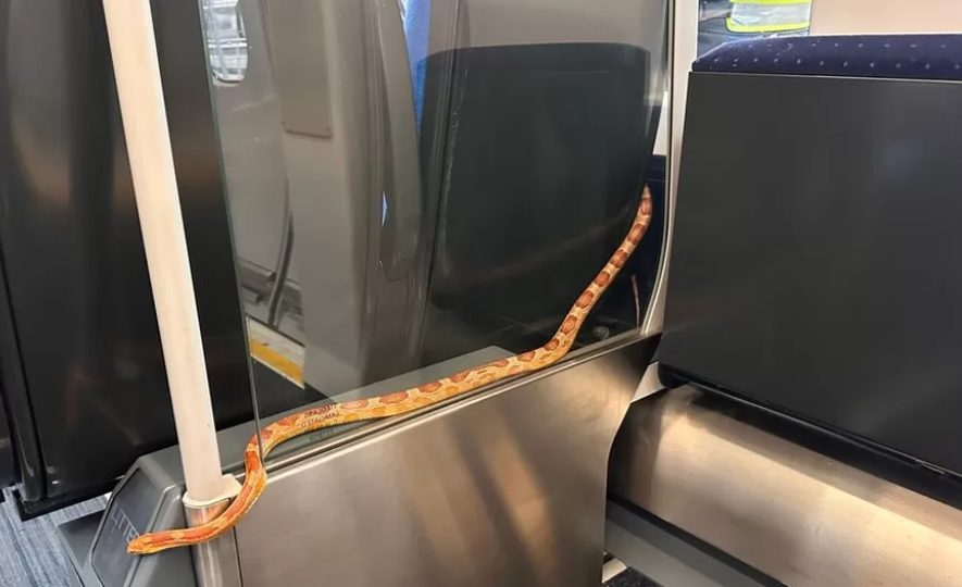 Un șarpe lung de 1,5 m a ieșit dintr-un coș de gunoi și a început să se plimbe liniștit într-un vagon de tren plin cu călători, în UK