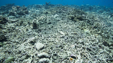 recife de corali distruse de caldura apei