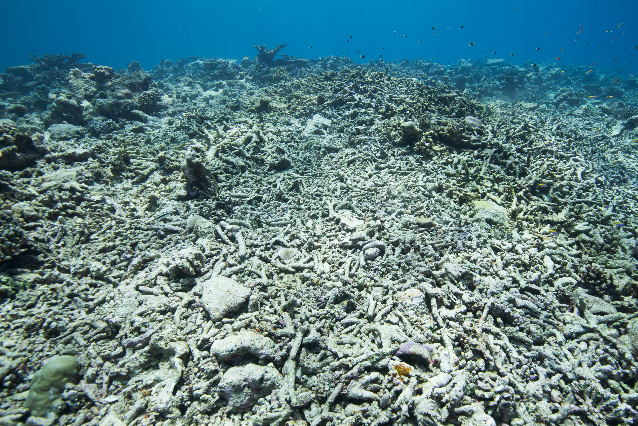 Oceanele fierb. Temperatura apei în zona Florida a trecut de 38 de grade: Se simte ca într-o cadă cu hidromasaj