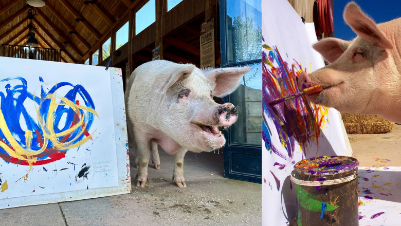 Pigcasso, porcul care pictează tablouri abstracte