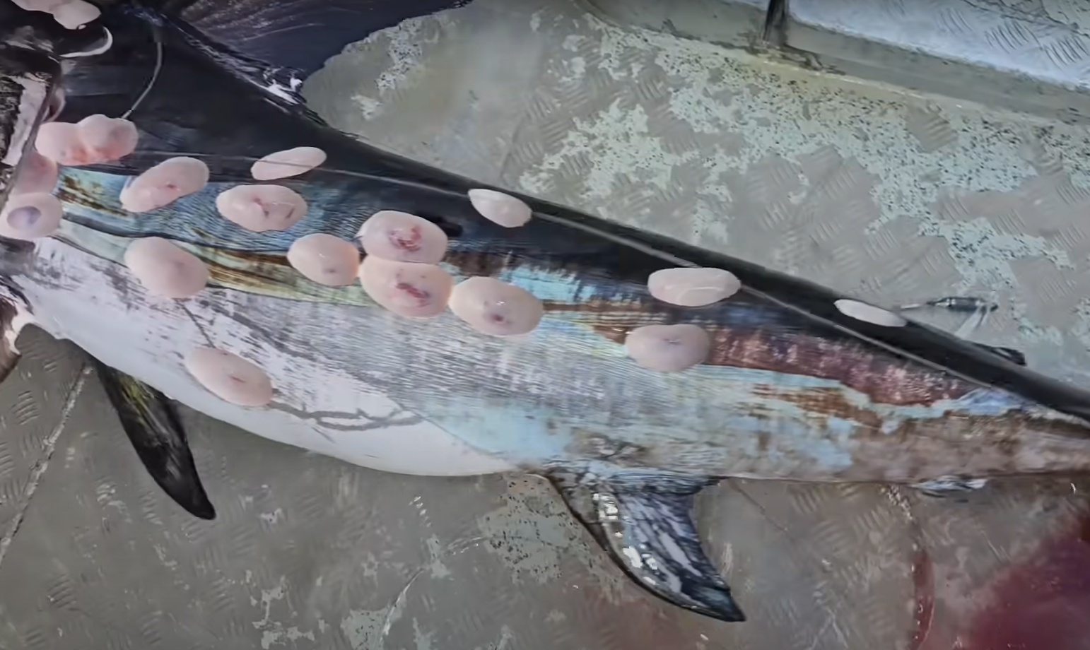 Pescari șocați după ce au scos din Marea Coralilor un pește-spadă atacat de rechini trabuc