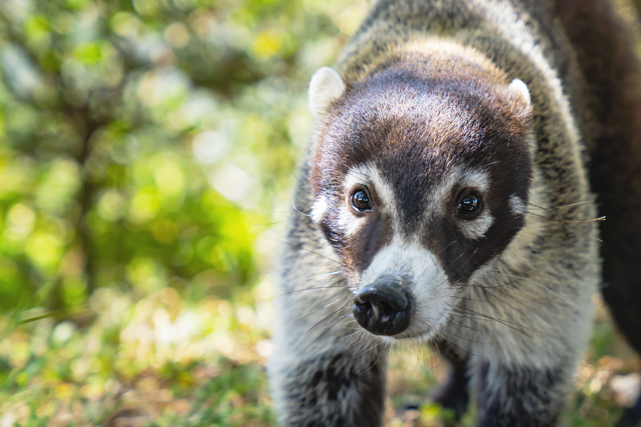 Un coati a evadat de la Zoo Oradea, după furtuna de marți. Cum a reușit să iasă din țarc și unde a fost găsit