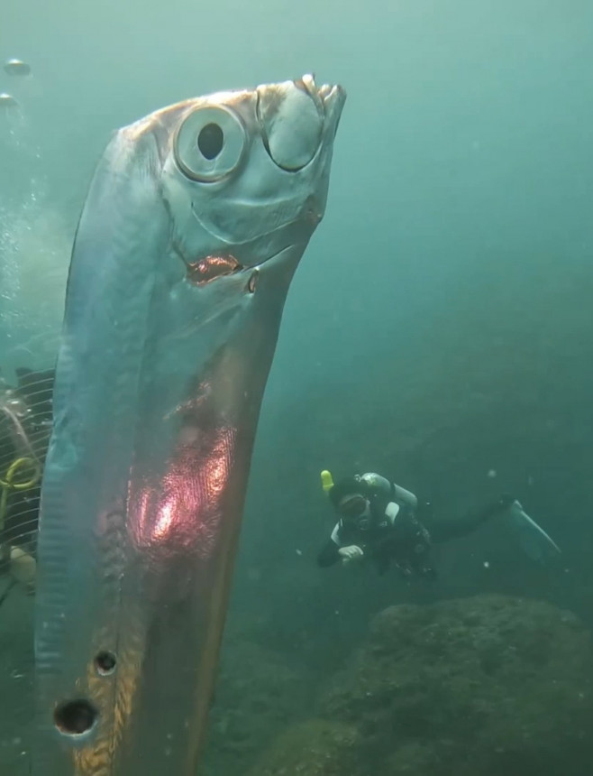 Divers swim with huge eathquake-heralding oarfish with bizarre holes in its body