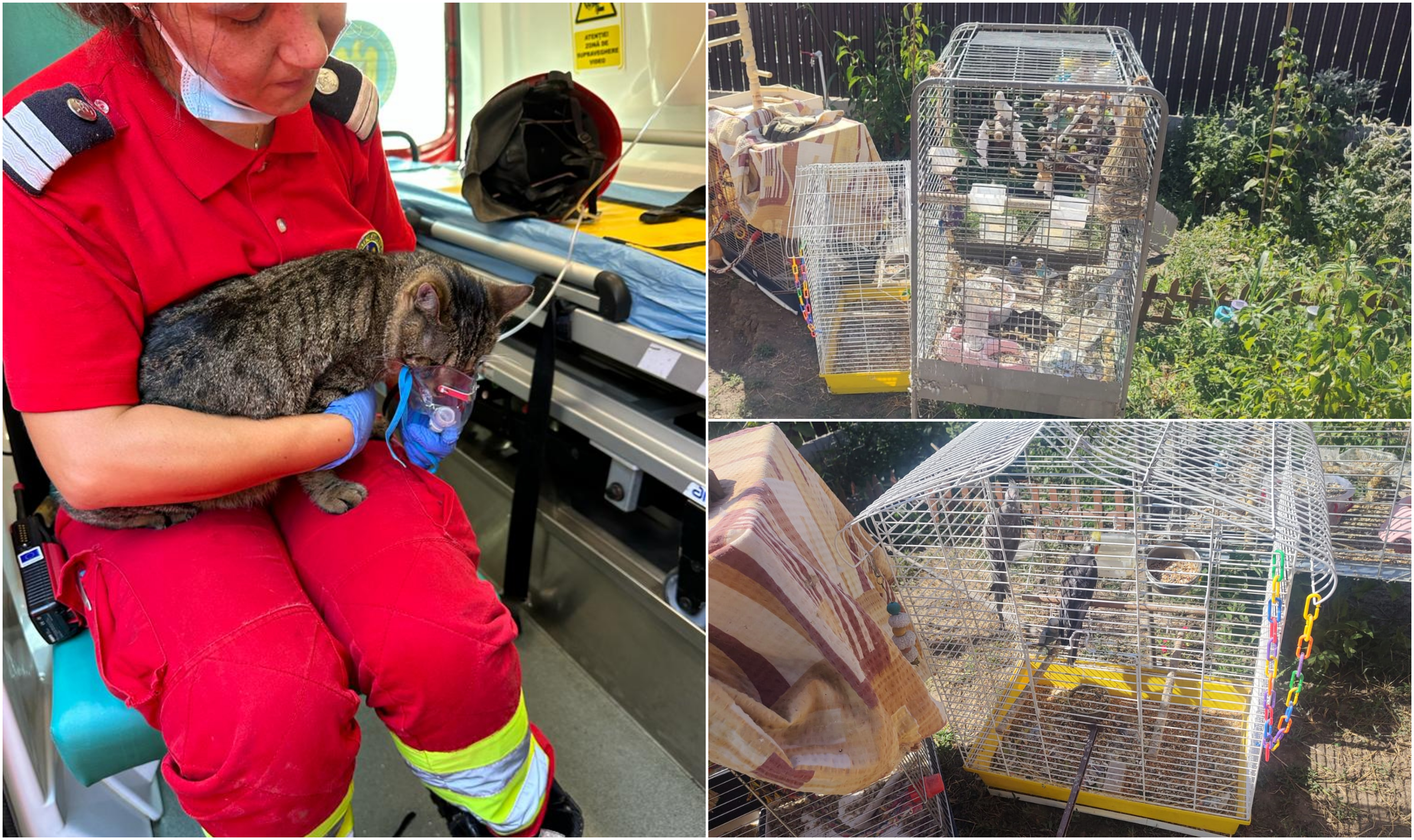 Mai multe animale și păsări au fost salvate dintr-o casă în flăcări, în Constanța. O pisică a avut nevoie de mască de oxigen