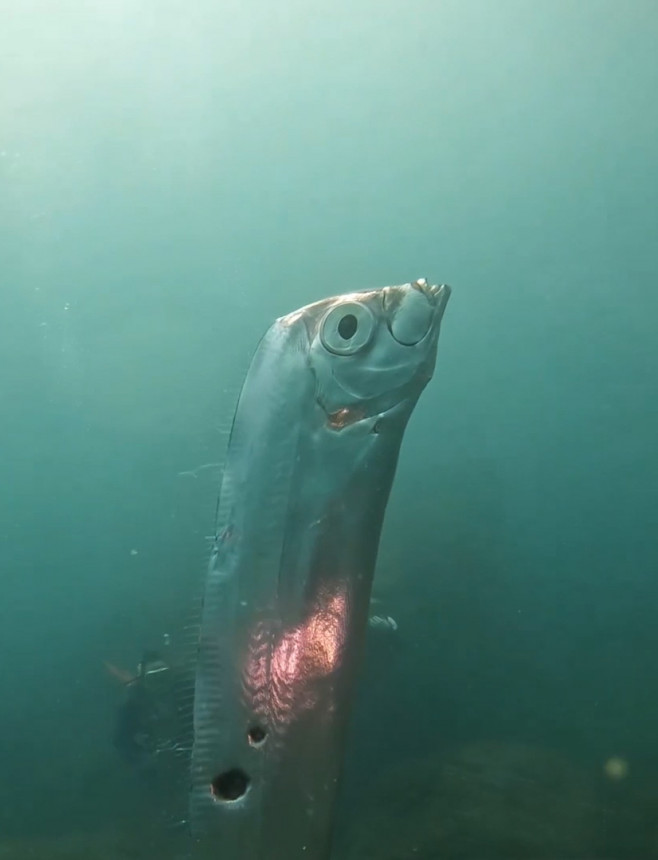 Divers swim with huge eathquake-heralding oarfish with bizarre holes in its body