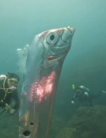 Divers swim with huge eathquake-heralding oarfish with bizarre holes in its body