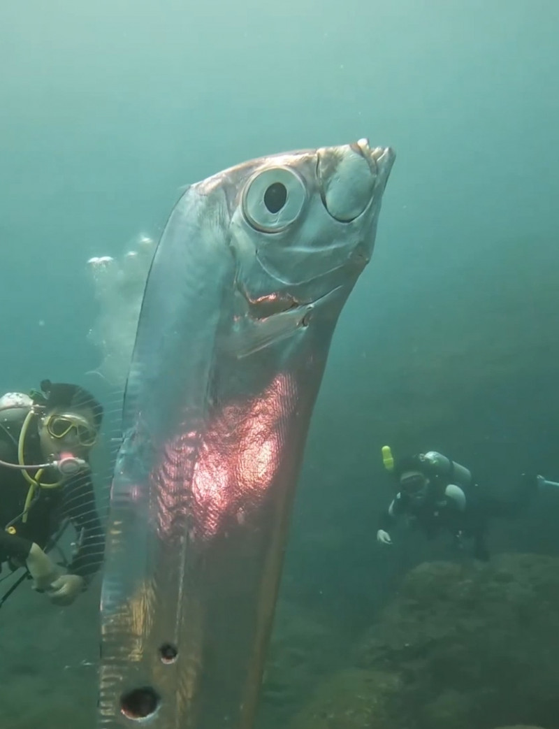 Divers swim with huge eathquake-heralding oarfish with bizarre holes in its body