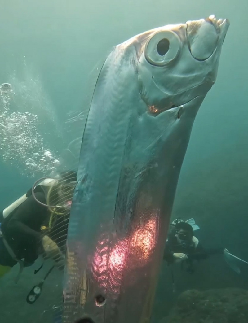 Divers swim with huge eathquake-heralding oarfish with bizarre holes in its body