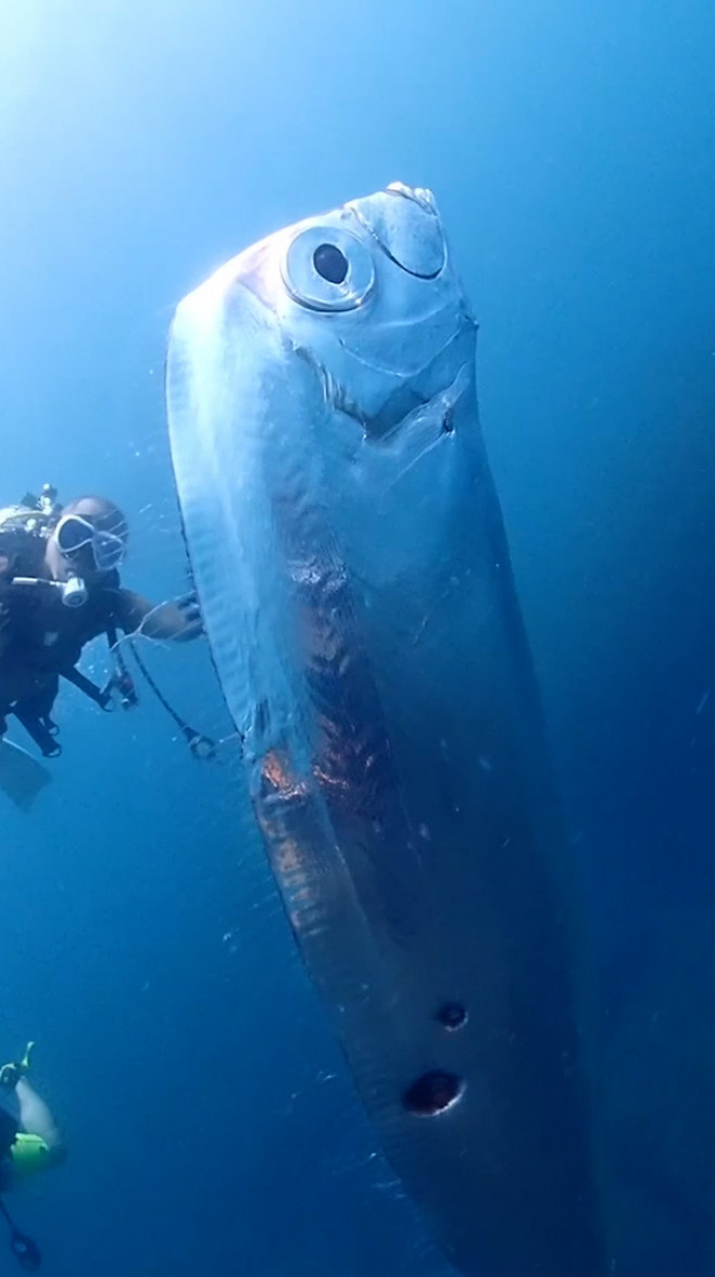 Divers swim with huge eathquake-heralding oarfish with bizarre holes in its body
