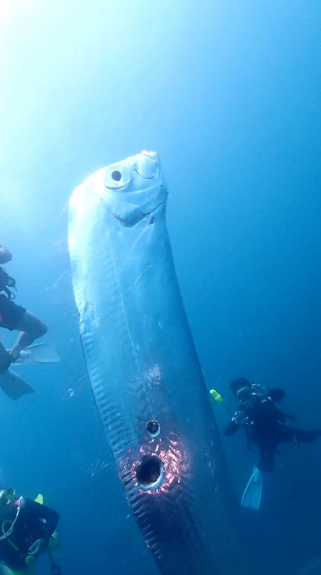 Divers swim with huge eathquake-heralding oarfish with bizarre holes in its body