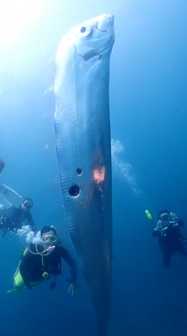 Divers swim with huge eathquake-heralding oarfish with bizarre holes in its body