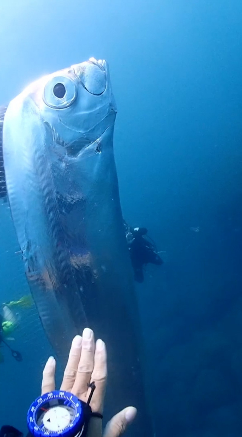 Divers swim with huge eathquake-heralding oarfish with bizarre holes in its body