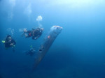 Divers swim with huge eathquake-heralding oarfish with bizarre holes in its body