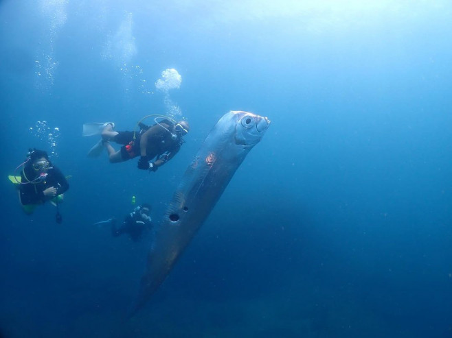 Divers swim with huge eathquake-heralding oarfish with bizarre holes in its body