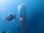 Divers swim with huge eathquake-heralding oarfish with bizarre holes in its body